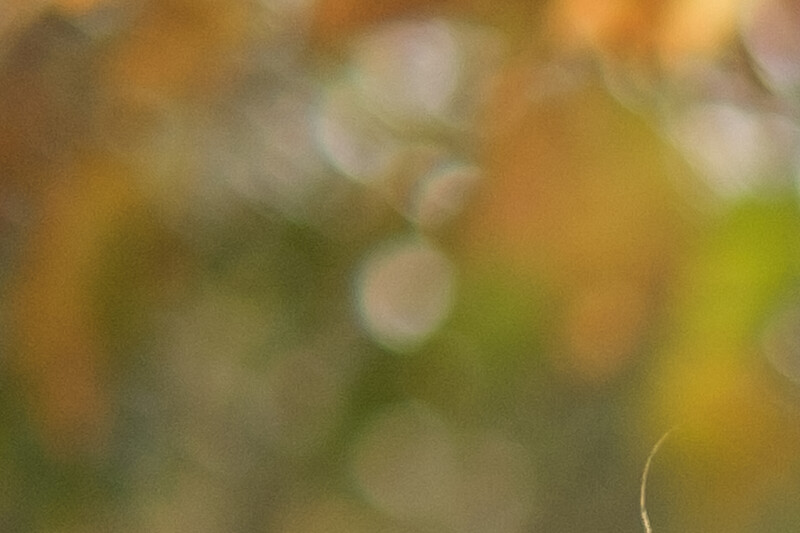 Soft-focus bokeh background with warm golden and green tones creating an abstract, dreamy effect.