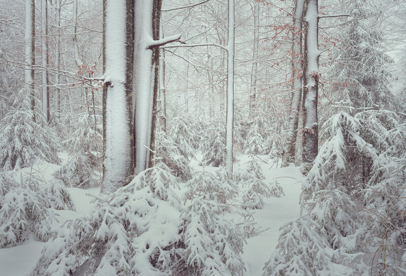 Snow-laden evergreen forest with tall bare birch trees creating vertical lines through dense conifers.