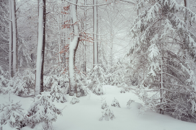Snow-covered forest path lined with tall evergreen and deciduous trees under overcast winter sky.