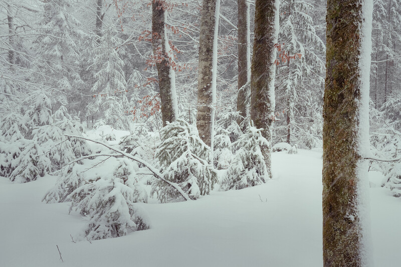 Snow-laden evergreen forest with tall conifers dusted in white, creating a misty winter landscape.