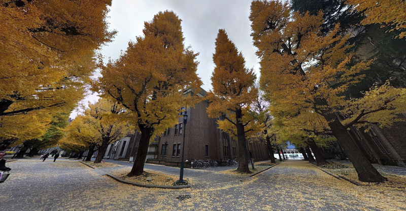 Autumn avenue lined with golden ginkgo trees flanking a brick building.