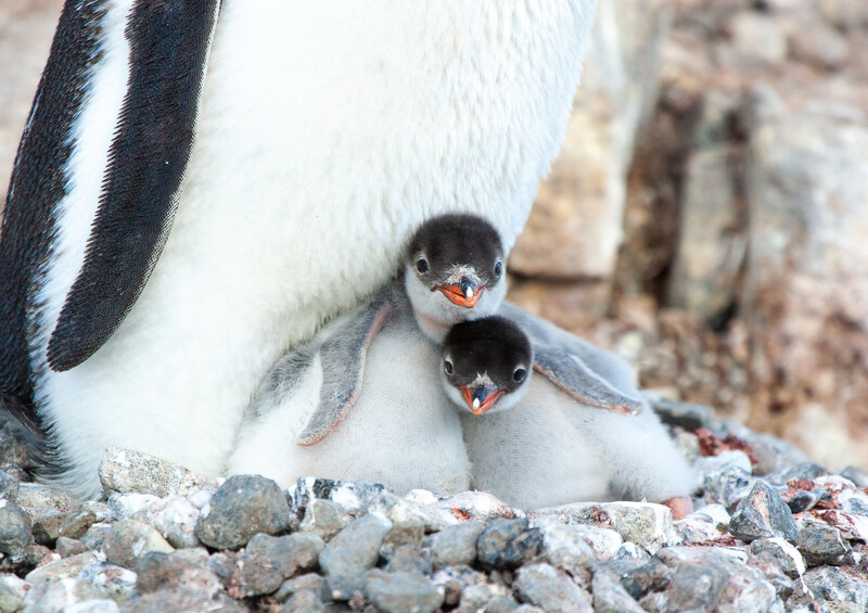 Two penguin chicks huddle beneath an adult penguin on rocky ground.