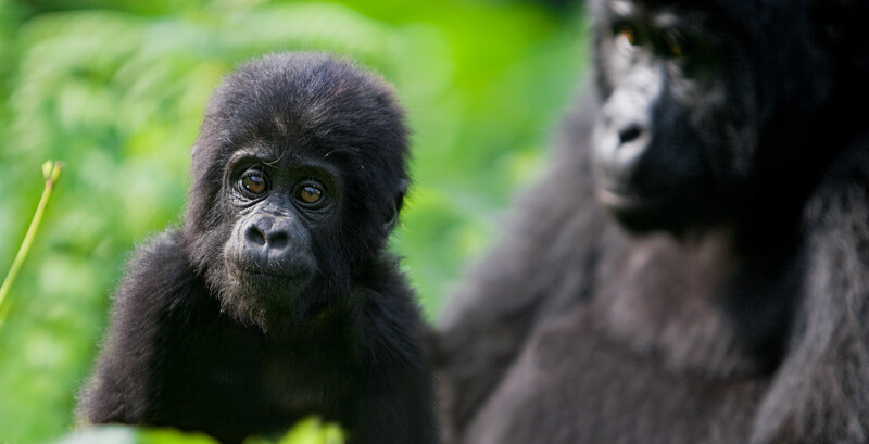 Young black gorilla with expressive eyes looking directly at camera, with blurred adult gorilla visible in background.