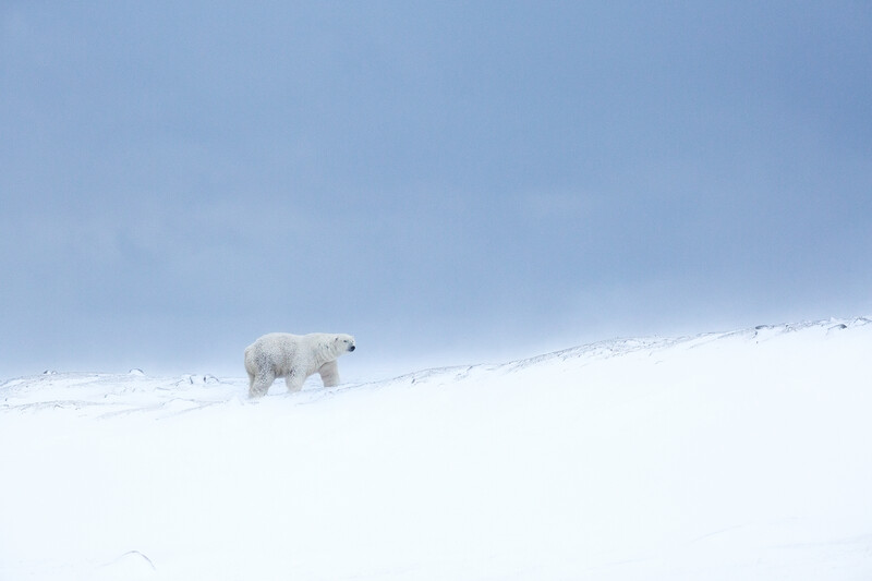 Polar bear walking across snowy Arctic landscape under clear blue sky.