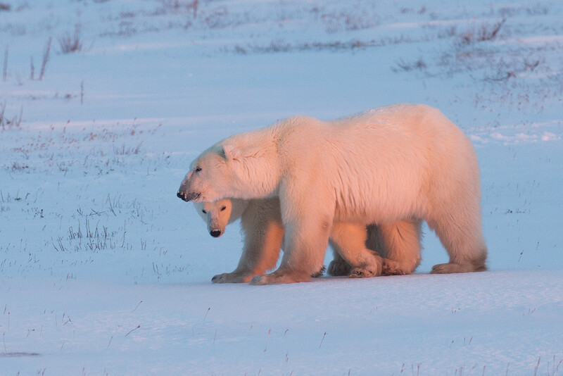 Polar bear mother walking across snow with cub following behind in Arctic landscape.