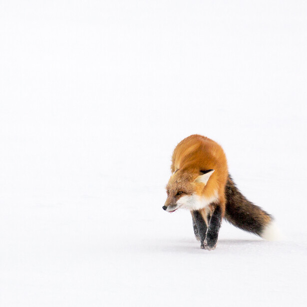 Red fox walking through snow, head down, with white background.