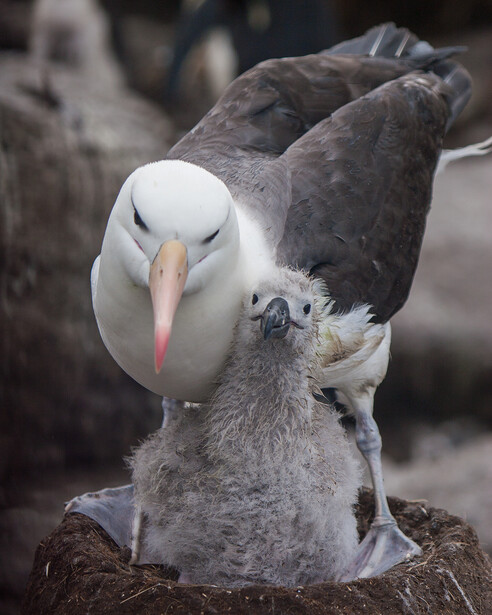 Adult albatross with white head and dark wings feeds a gray downy chick.