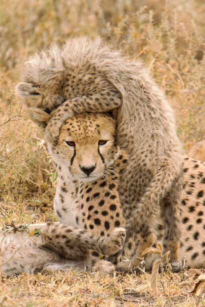 Adult cheetah with cub resting together on sandy ground in natural savanna habitat.