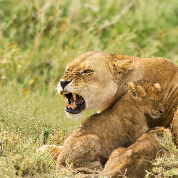 Lioness resting on grass with mouth open in a snarl or yawn, displaying teeth.
