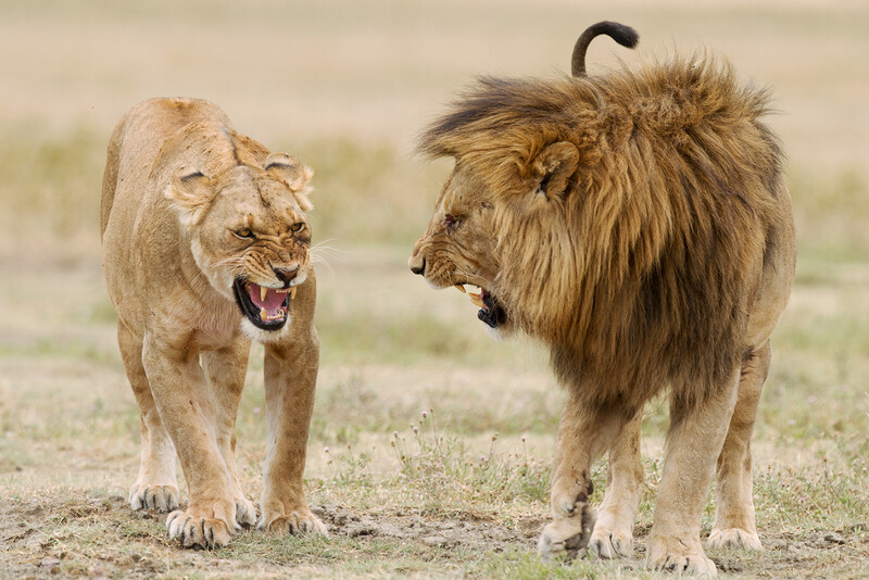 Two lions face each other with open mouths in an aggressive confrontation on sandy ground.