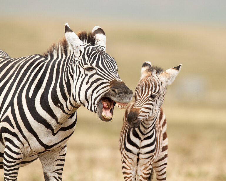 Adult zebra with open mouth interacting with young zebra foal in grassland setting.