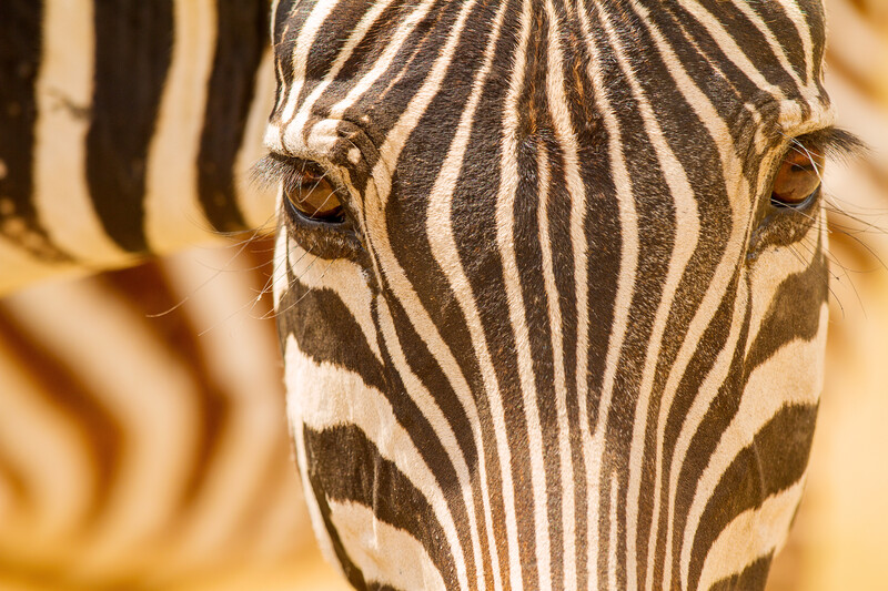 Close-up of a zebra's face showing detailed stripe patterns and golden-brown eyes.