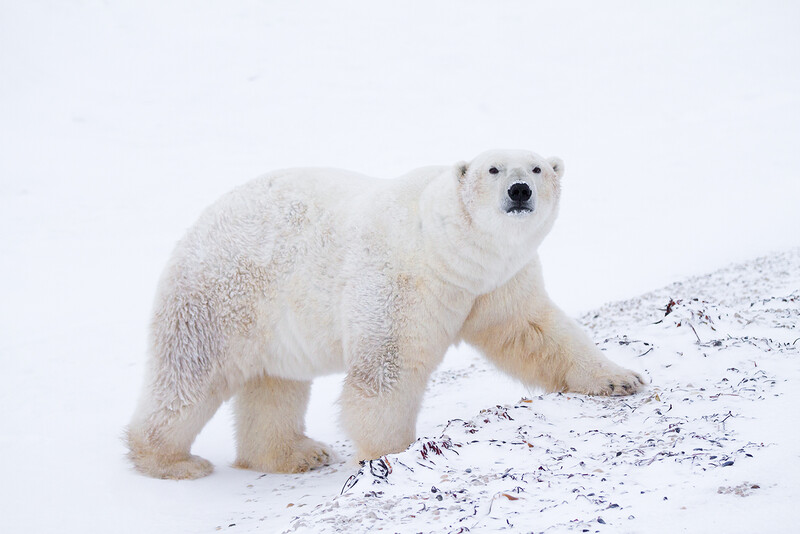 Polar bear standing on snow-covered ground, looking directly at camera.
