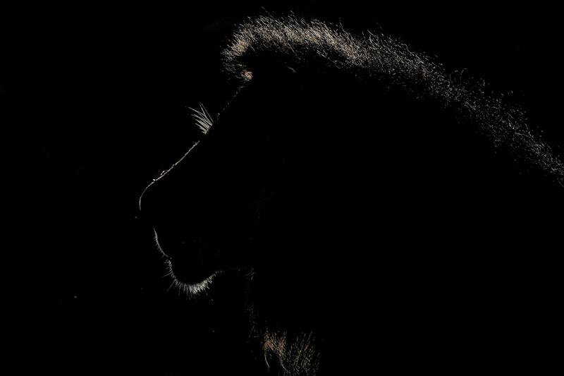 Silhouetted profile of a primate's head and shoulders against a black background, illuminated by rim lighting.
