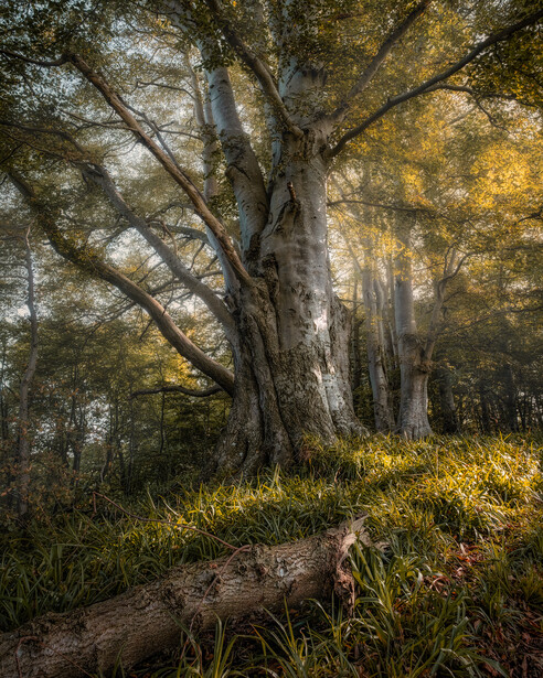 Ancient gnarled tree with pale bark stands in golden autumn light filtered through surrounding foliage.