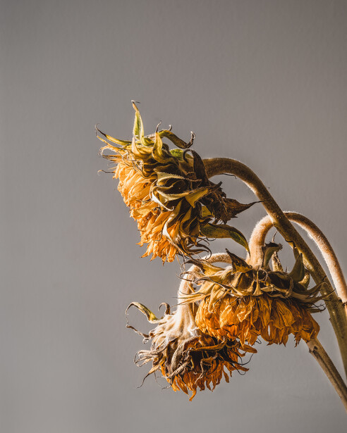 Two dried sunflower heads with curled petals and stems against a neutral gray background.