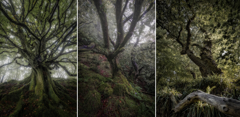 Three vertical forest scenes showcasing ancient trees with moss-covered trunks and dappled canopy light.