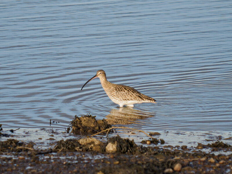 Long-beaked shorebird wading in shallow water near rocky shore.
