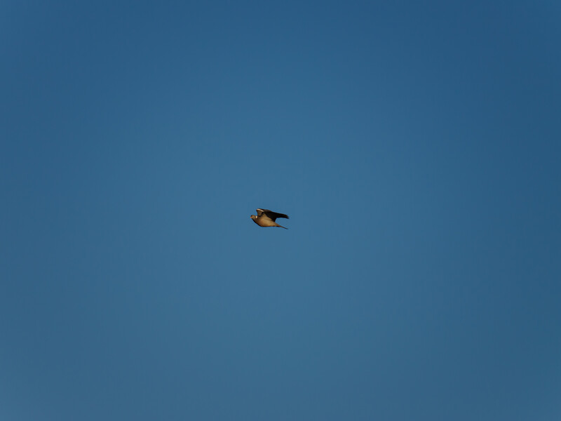 Bird in flight against clear blue sky.