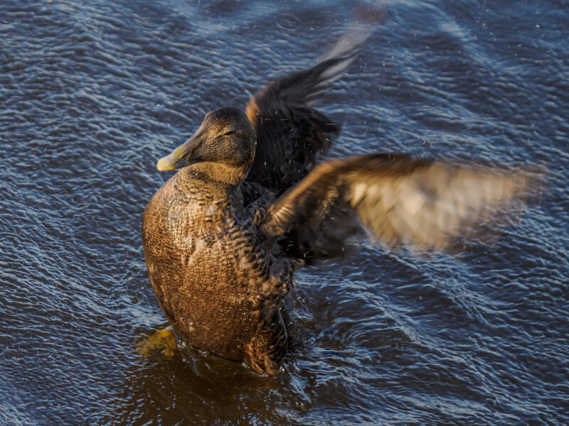 Duck emerging from water with wings spread and water droplets cascading from feathers.