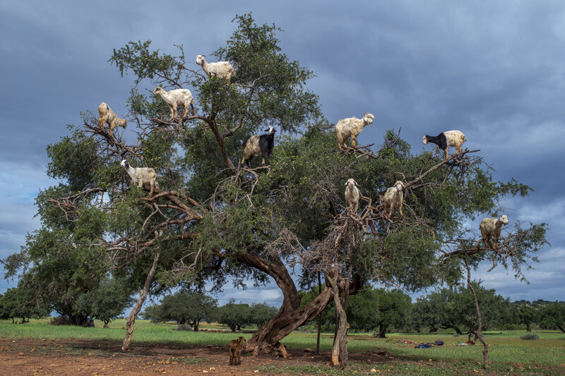 Multiple goats perched on branches throughout a large spreading tree in an open grassland.