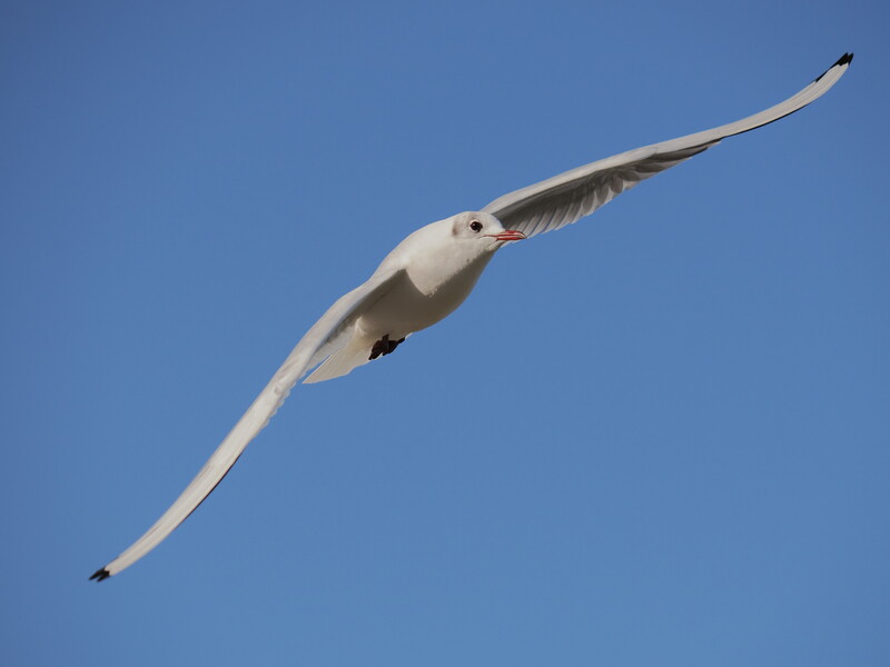 White seabird with long wings extended in flight against clear blue sky.
