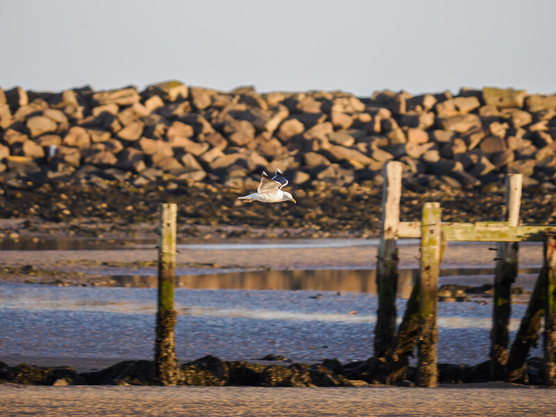 Seabird in flight over weathered wooden pilings and blue water with stacked logs in background.