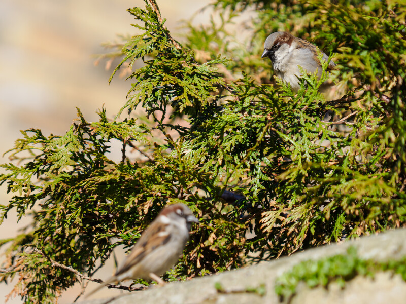 Two small birds perched among dense, feathery green conifer foliage with soft, blurred background.