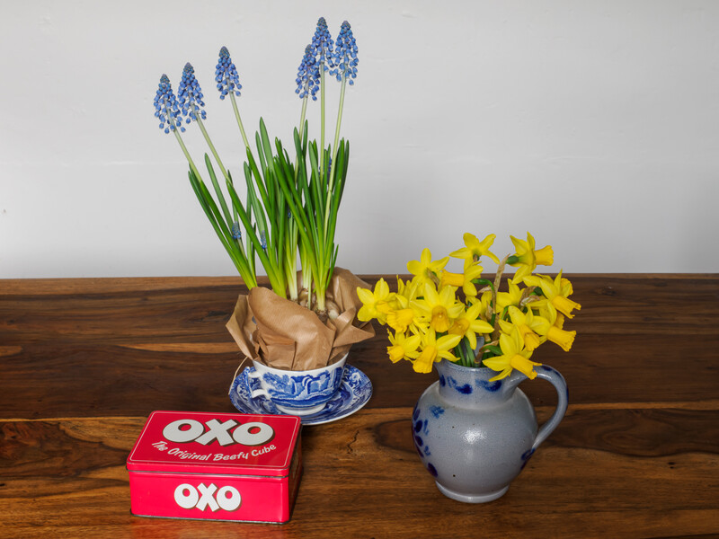 Styled still life with blue grape hyacinths, yellow daffodils, and a red OXO box on wooden surface.