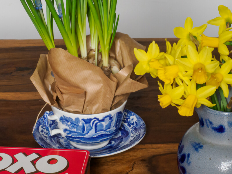 Spring bulbs in blue and white ceramic vessels arranged on a wooden surface with natural window lighting.