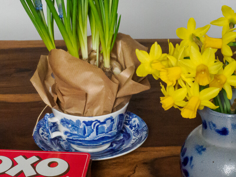 Tabletop still life arrangement with potted paperwhites and wrapped bulbs on blue-and-white porcelain saucers.