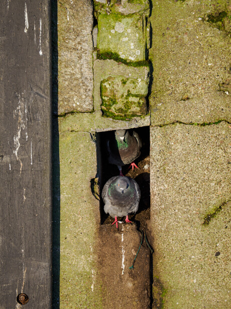 Overhead view of person sitting on wet pavement between dark wooden planks and moss-covered stone tiles.