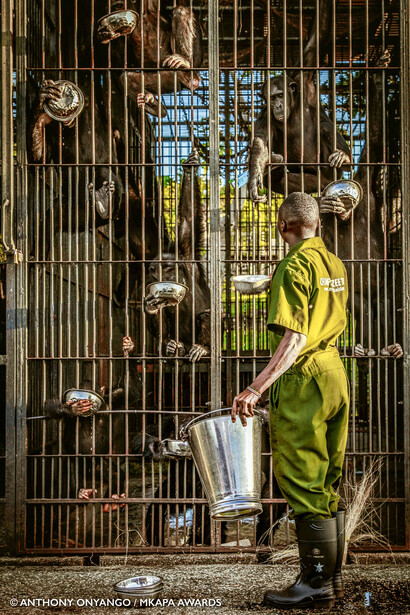 Worker in yellow-green safety vest feeding animals through metal cage bars.