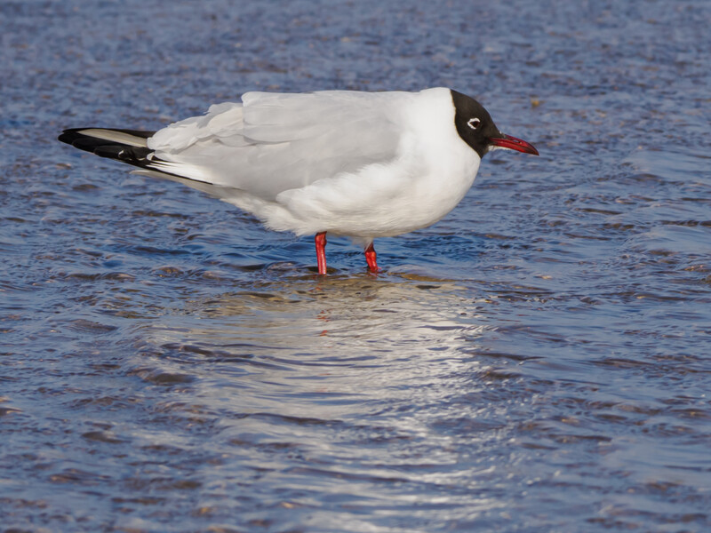 White seabird with black markings and red legs standing in shallow water.
