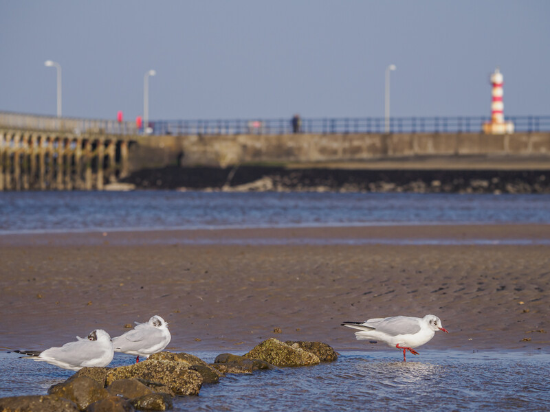 Two seagulls resting on shallow water near mossy rocks with a pier and lighthouse in the background.