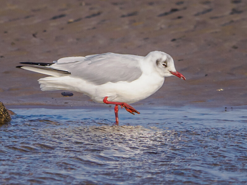 White gull with gray wings and red legs standing in shallow water at the shore.