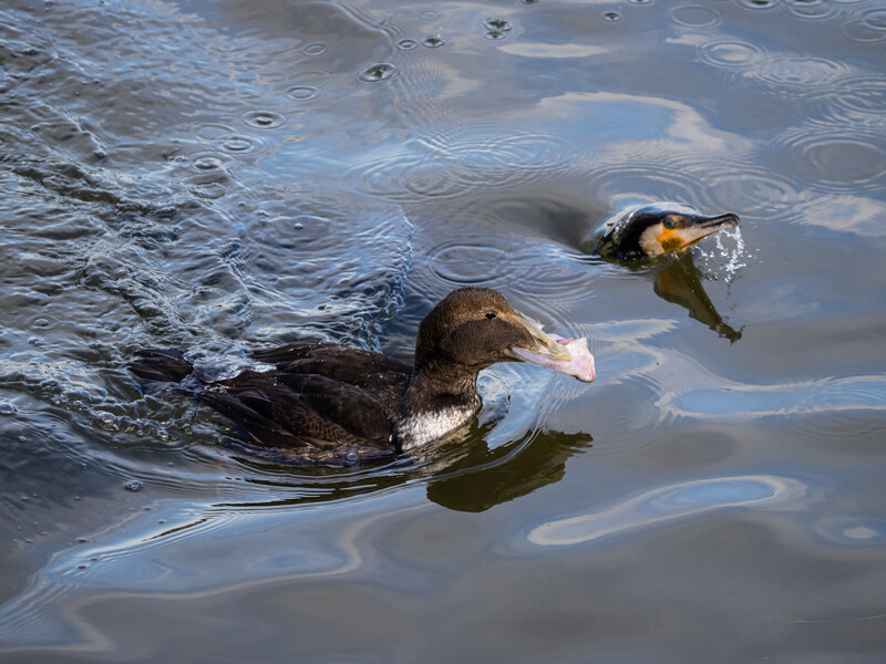 Two waterfowl swimming in calm water with gentle ripples and reflections.