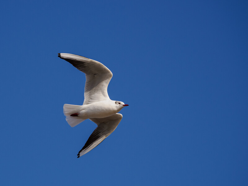 Seagull in flight against clear blue sky, wings spread in curved position.