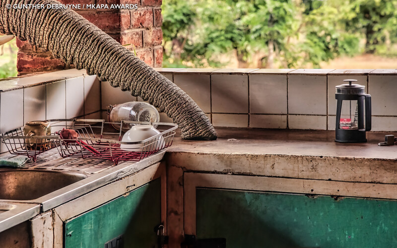 Elephant trunk reaching down into a cluttered kitchen sink with dishes and utensils.