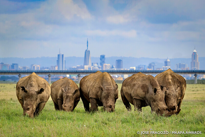 Four rhinoceroses grazing in grassland with a city skyline visible across the water in the background.