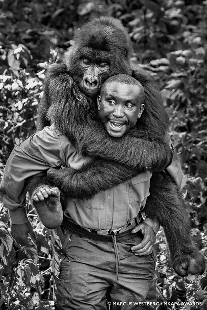 Man and young gorilla embracing outdoors, black and white portrait photograph.
