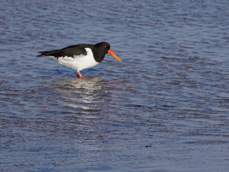 Oystercatcher wading in shallow water with distinctive black and white plumage and orange beak.