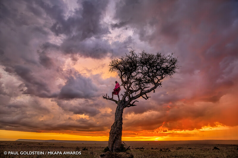 Silhouetted figure sitting in a windswept acacia tree against a dramatic sunset sky with storm clouds.