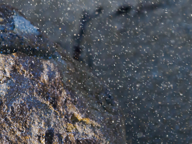 close up of sand particles bowing in the wind.