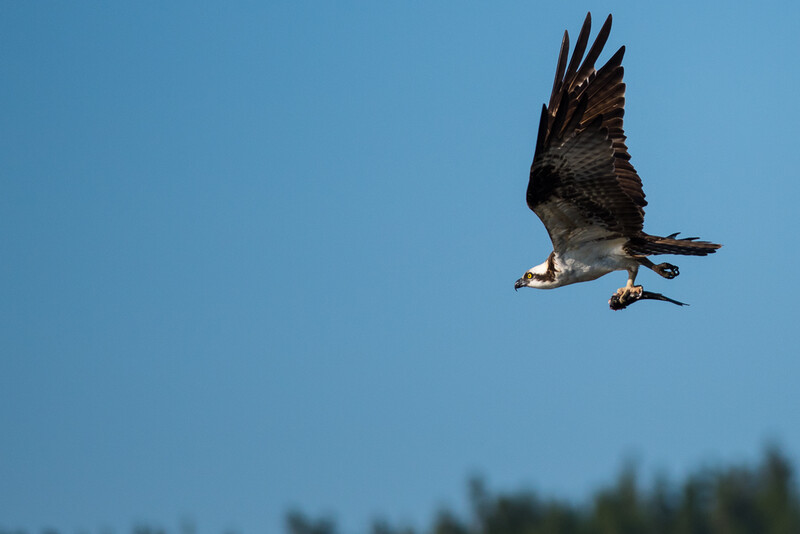 Osprey in flight against clear blue sky, talons extended downward.