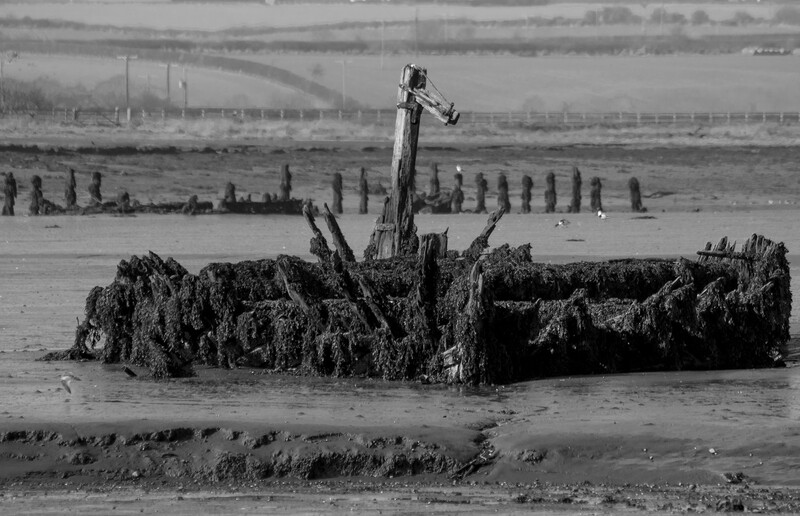 Weathered wooden pilings and debris encrusted with barnacles emerge from tidal mudflats in black and white.