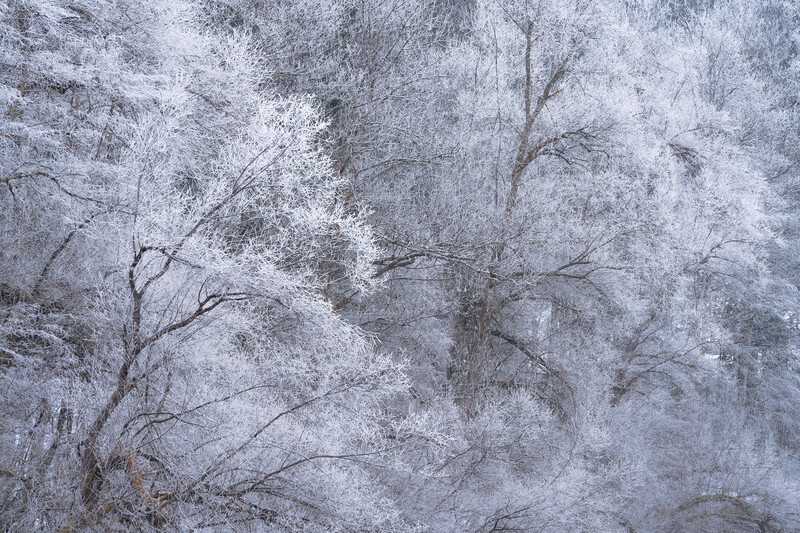 Frost-covered bare tree branches against a muted gray winter sky with soft, overcast lighting.