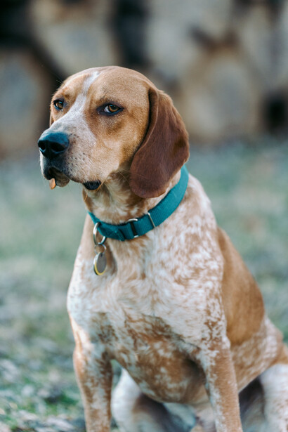 Brown and white pointer dog wearing turquoise collar, photographed outdoors in natural light.