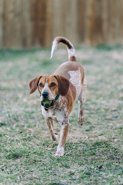 Brown and white dog walking toward camera on grass with blurred fence background.