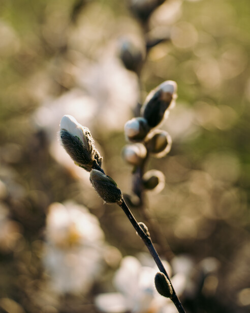Pussy willow catkins in sharp focus with blurred white flowers in the background.